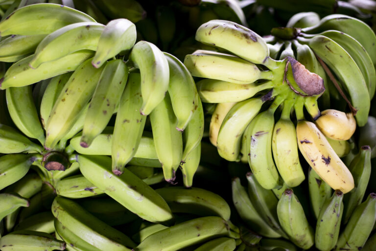 Banana Prata e Pavocan a R$ 2,00/kg na Ceasa de Maracanaú