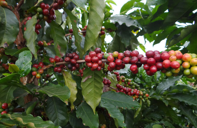 Safra de café em Minas Gerais deve ter redução de 38,1% 