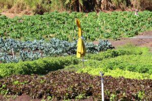 Chácara no Guará recebe selo de Boas Práticas Agropecuárias