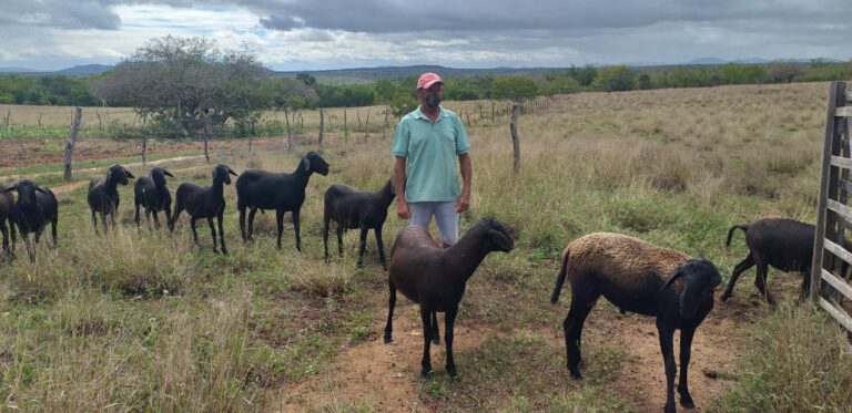 Comunidade do semiárido vem se desenvolvendo com o fortalecimento da ovinocaprinocultura