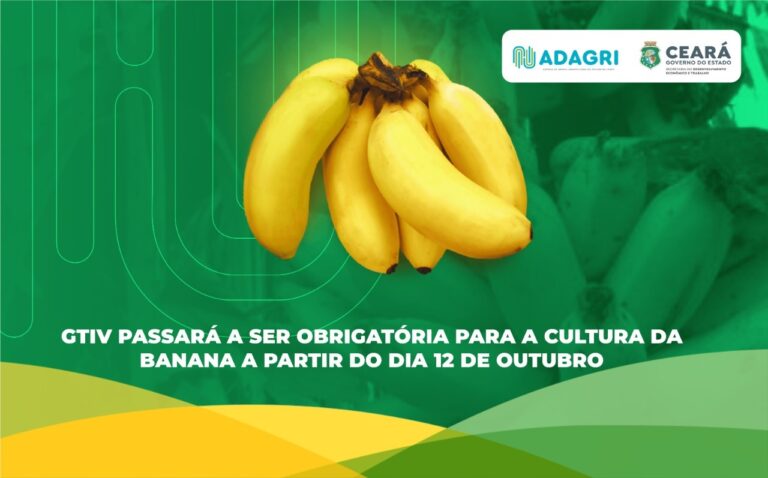 GTIV passará a ser obrigatória para a cultura da banana a partir do dia 12 de outubro