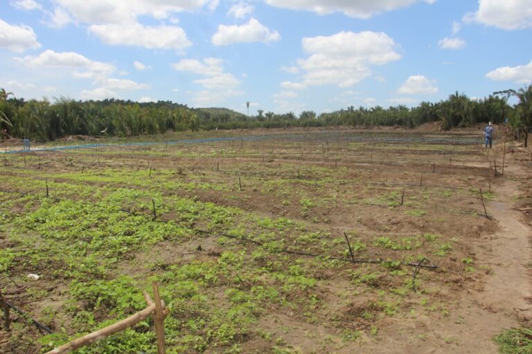 Governo do Maranhão implanta campos produtivos em comunidades quilombolas de Peritoró