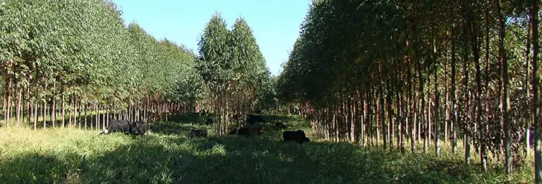 Agricultura de baixo carbono é tema de seminário de políticas públicas