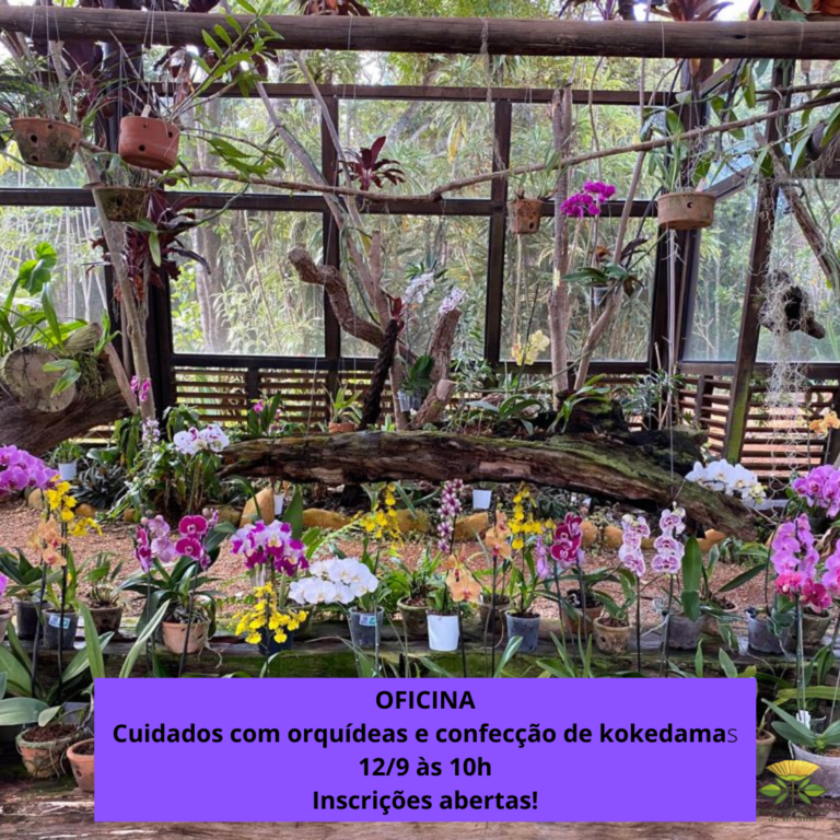 Oficina gratuita de cuidados com orquídeas e confecção de kokedamas