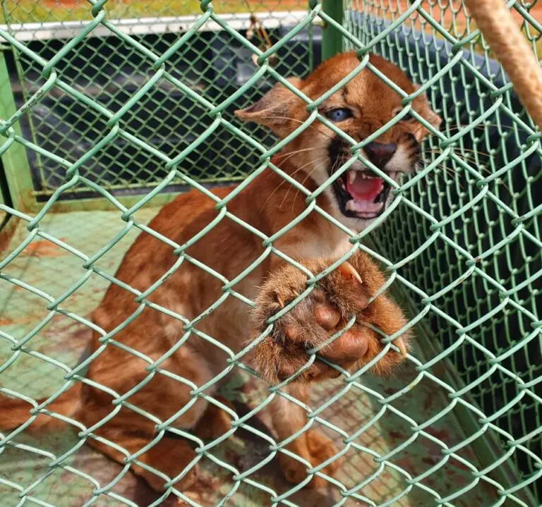 PM Ambiental já resgatou quase 14 mil animais silvestres de janeiro a julho deste ano