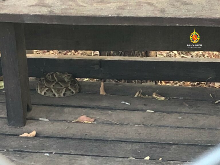 PMDF captura serpente em casa no Jardim Botânico