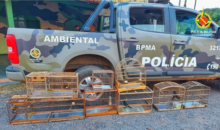 PMDF resgata pássaros silvestres em Planaltina