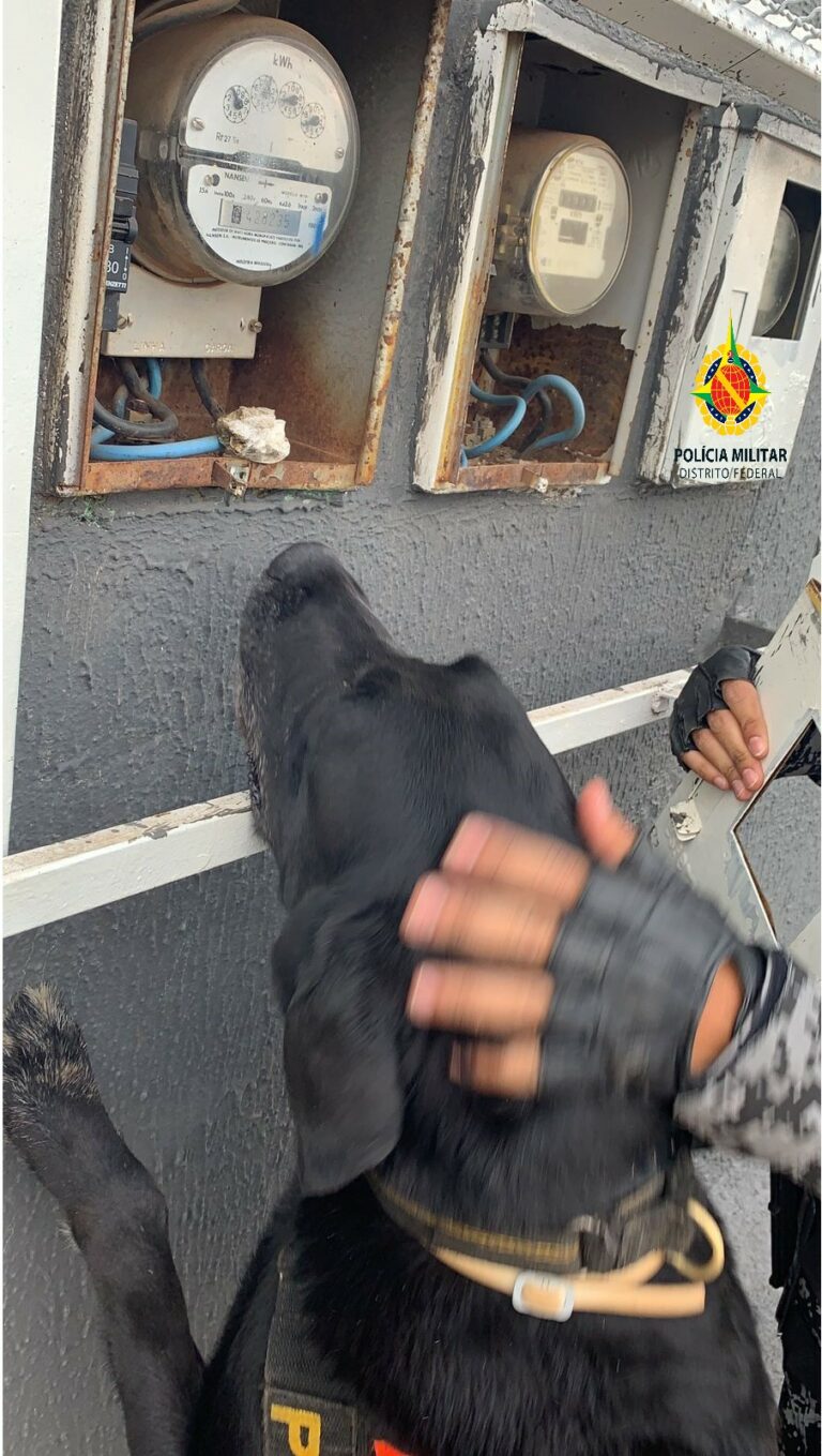 PMDF usa cães farejadores para encontrar drogas em Ceilândia