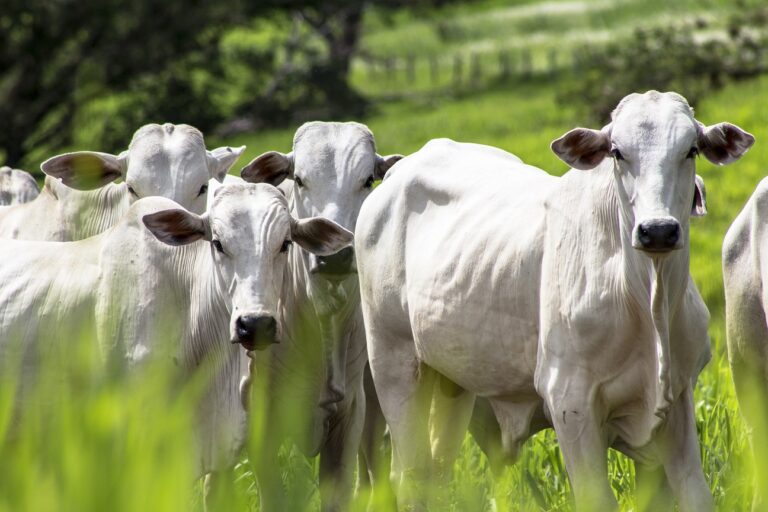 Rebanho bovino cresce 3,5% em Goiás