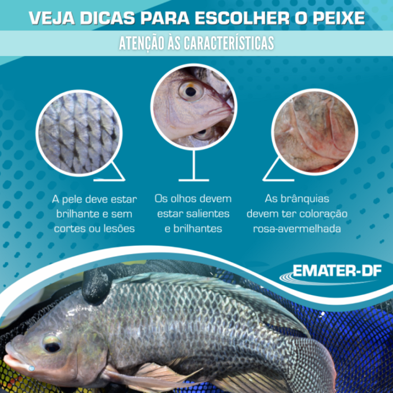 Semana do Pescado: benefícios do consumo de peixes para a saúde
