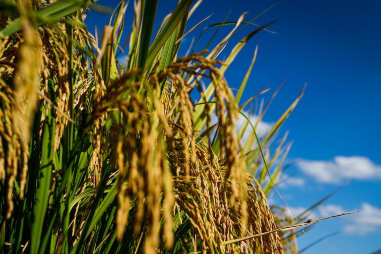 Soja, arroz e trigo têm desempenho positivo em Goiás