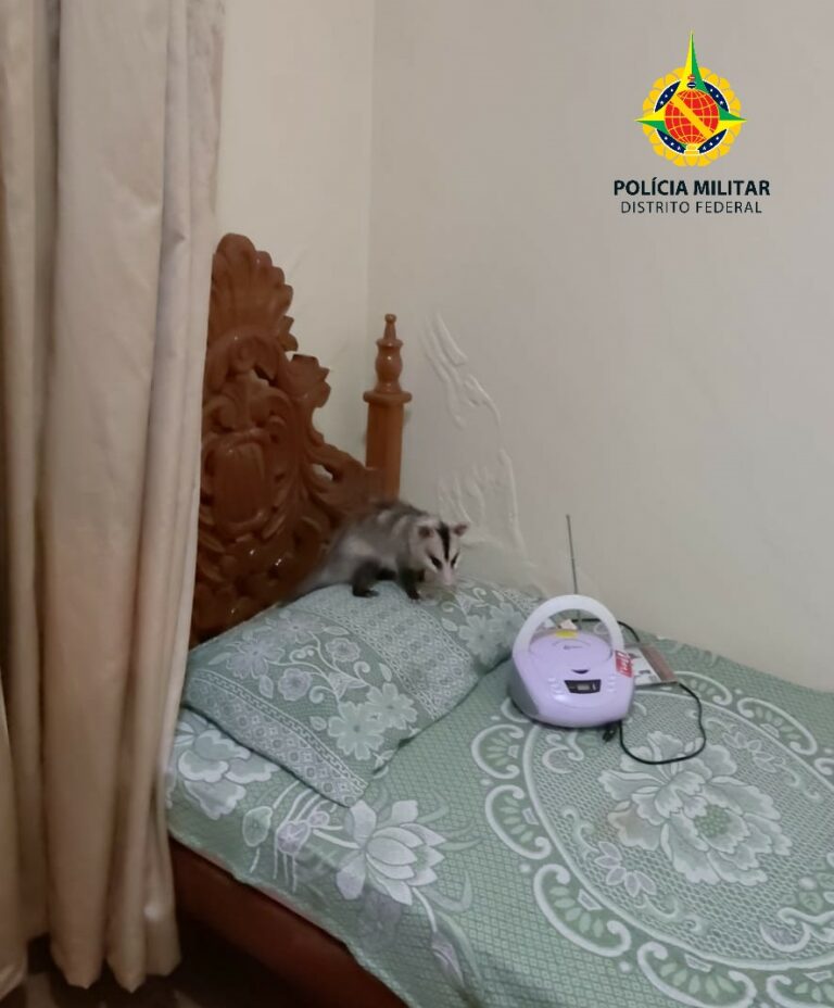 Visita inesperada: PMDF resgata saruê que estava em cima da cama em casa no Lago Norte