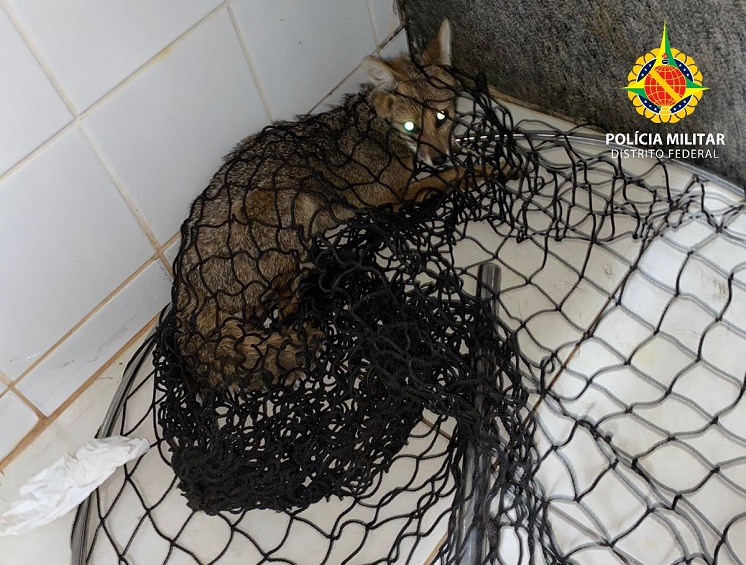 Visita inesperada: raposa é resgatada no HRSAM