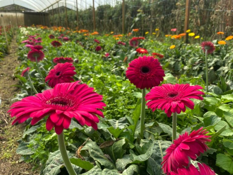 Estado tem linha de crédito para quem quer alavancar a produção de flores nesta primavera