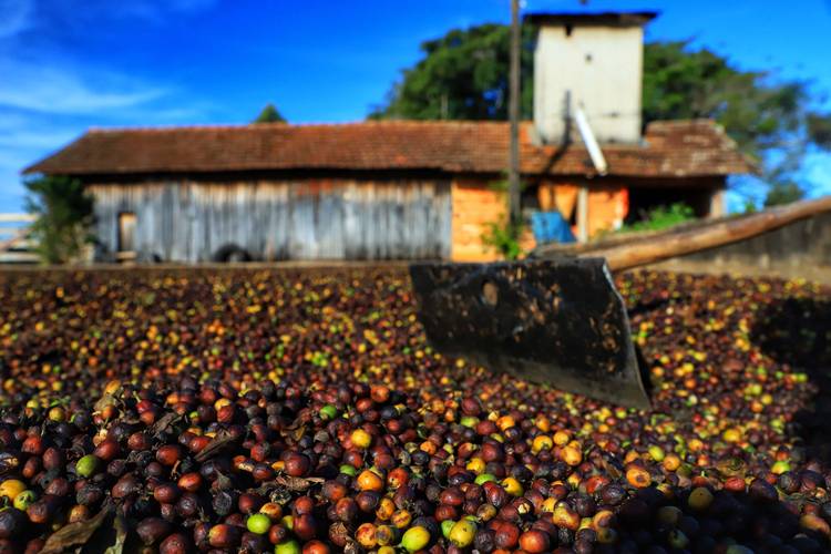 Café renasce no Paraná e qualidade da produção de Carlópolis é destaque no país