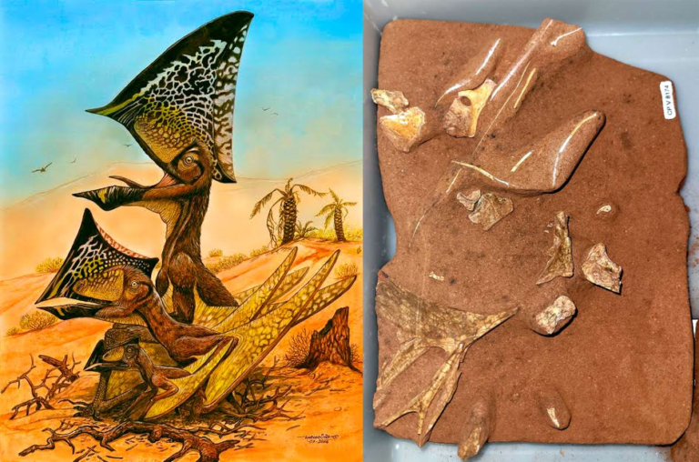 Museu de Paleontologia da Urca recebe fóssil de pterossauro do Paraná