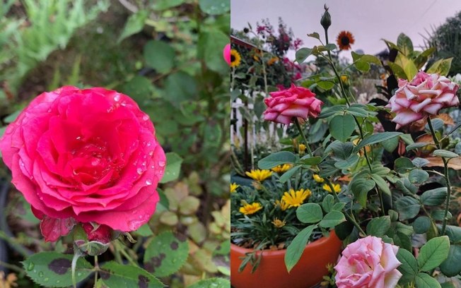 Guia completo para plantar rosas em casa!
