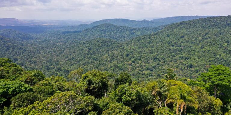 População de Manaus avalia que floresta em pé contribui para economia