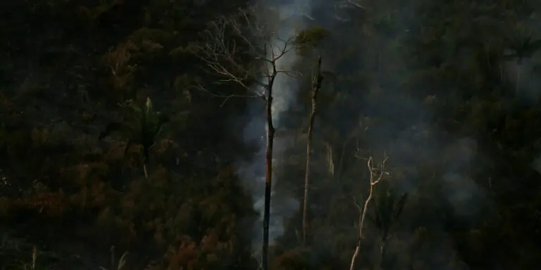 Savanização da Amazônia e calor podem ser fatais para saúde humana