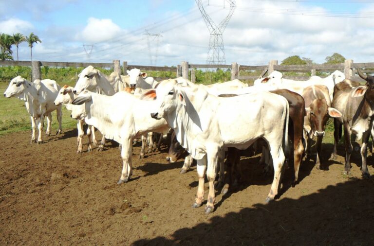 AGED convoca produtores a regularizarem a vacinação contra aftosa de bovinos e bubalinos