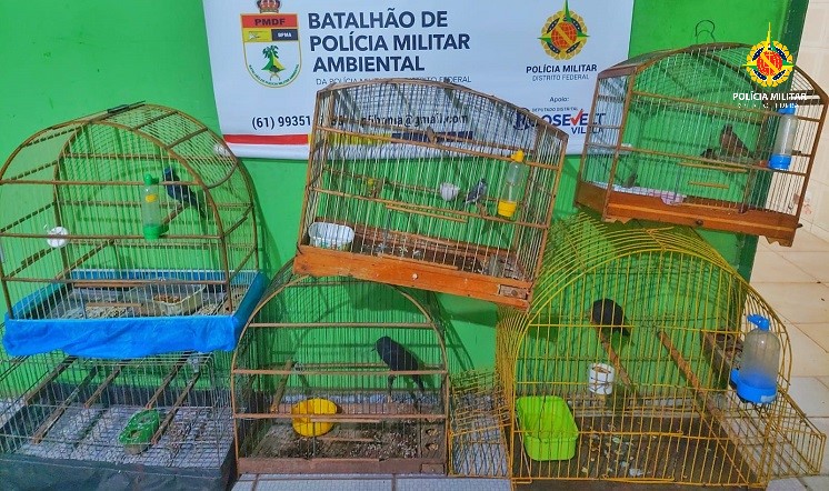 Batalhão Ambiental reforça fiscalização e apreende seis pássaros silvestres no Itapoã
