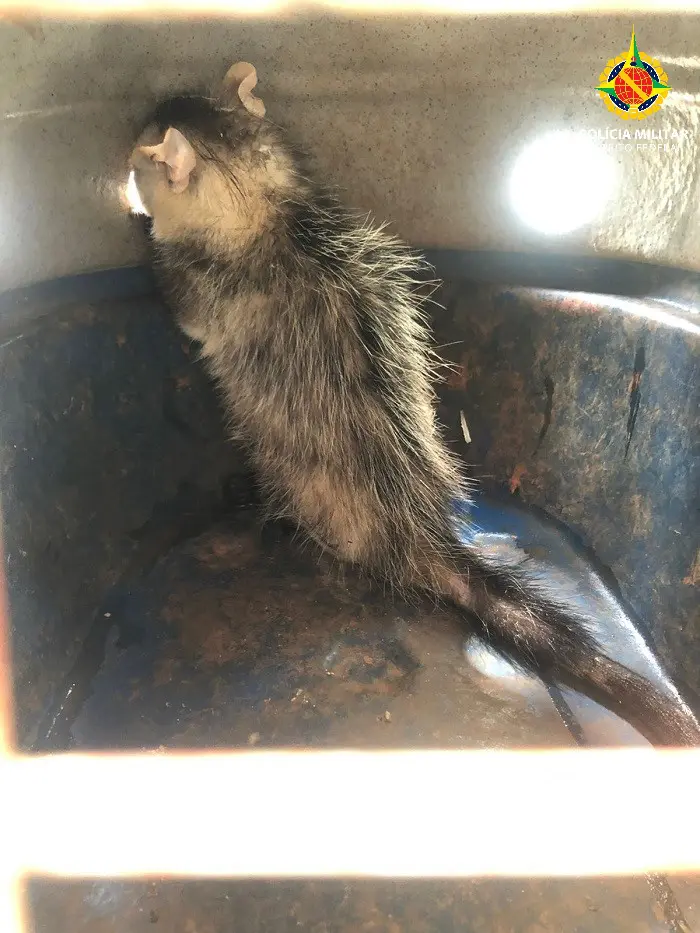 Batalhão de Polícia Militar Ambiental resgata animais silvestres na manhã desta terça-feira