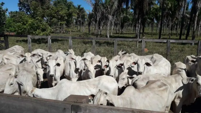 Começou o prazo para os produtores que ainda não vacinaram o rebanho se regularizarem junto à AGED/MA