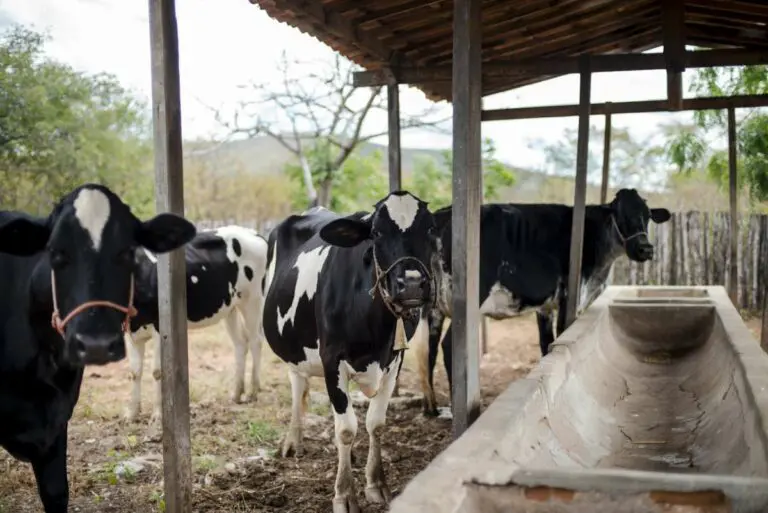 Firmado convênio de cooperação com municípios para melhoramento genético do rebanho bovino cearense