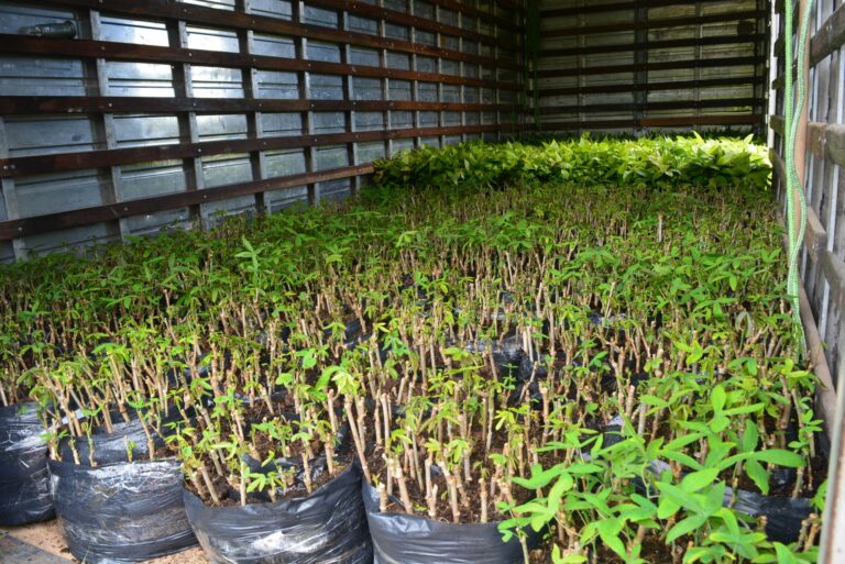 Agricultura familiar baiana recebeu 173 mil mudas da Biofábrica da Bahia em setembro