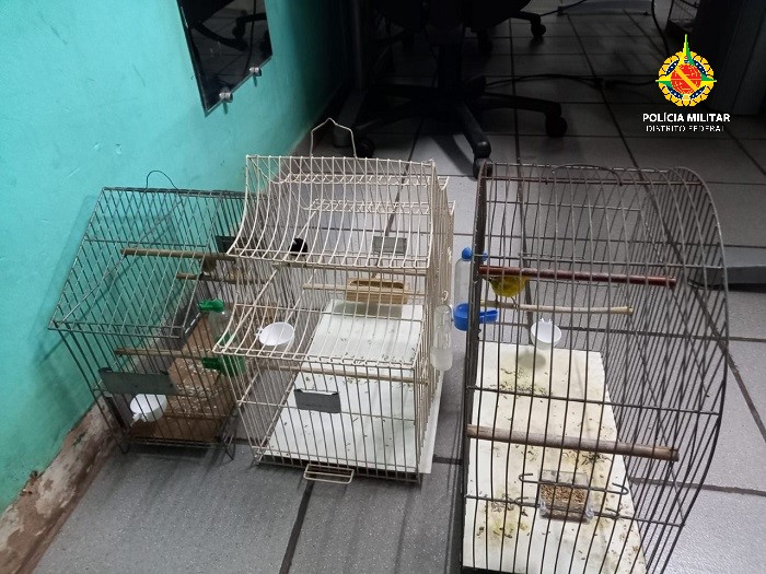 Homem é autuado pela criação ilegal de pássaros silvestres em Taguatinga Sul