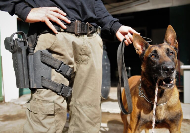 Homenagem aos cães que atuam junto às forças de segurança
