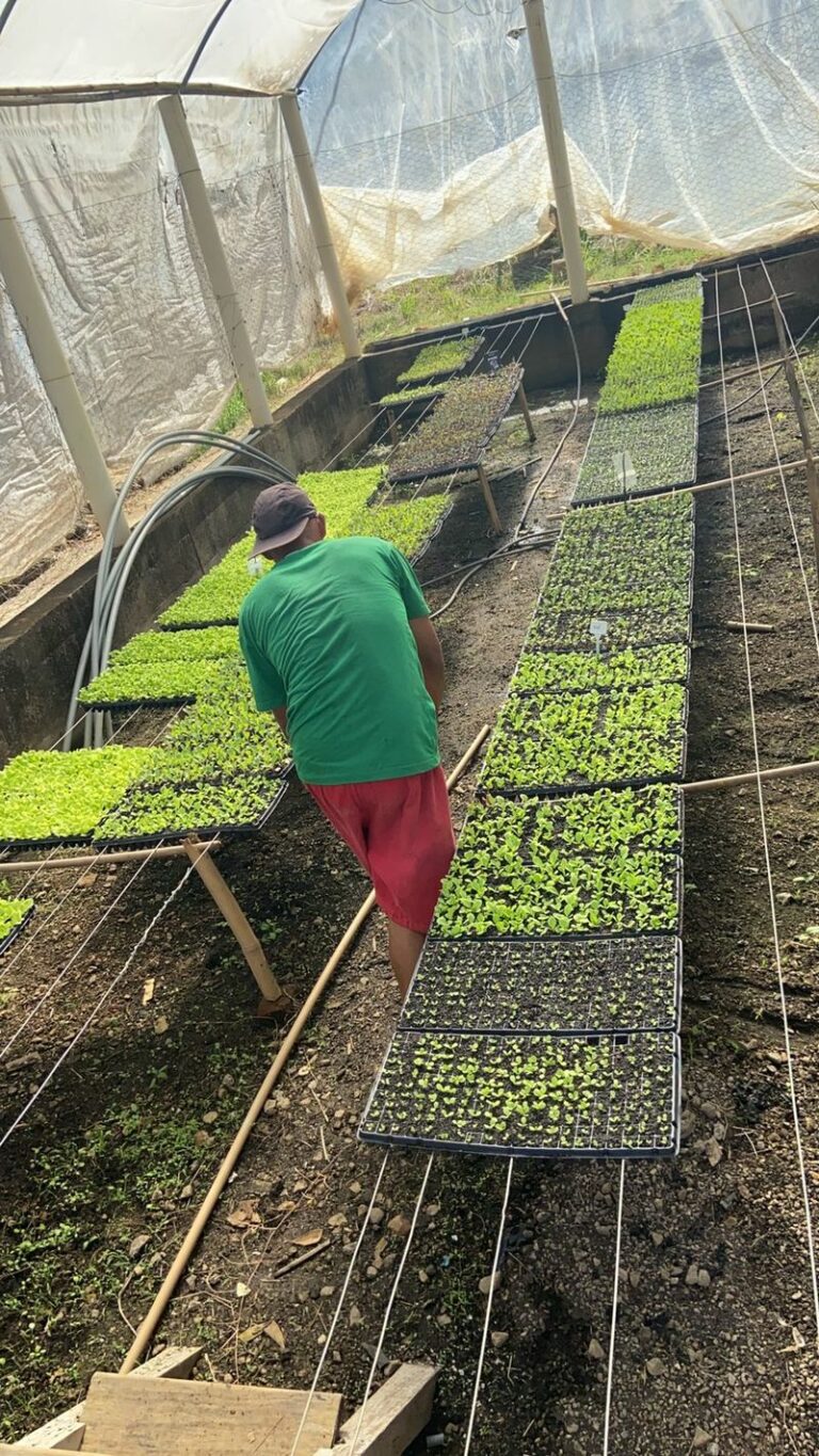 Mil mudas de hortaliças produzidas semanalmente na penitenciária abastecem a região de Muriaé