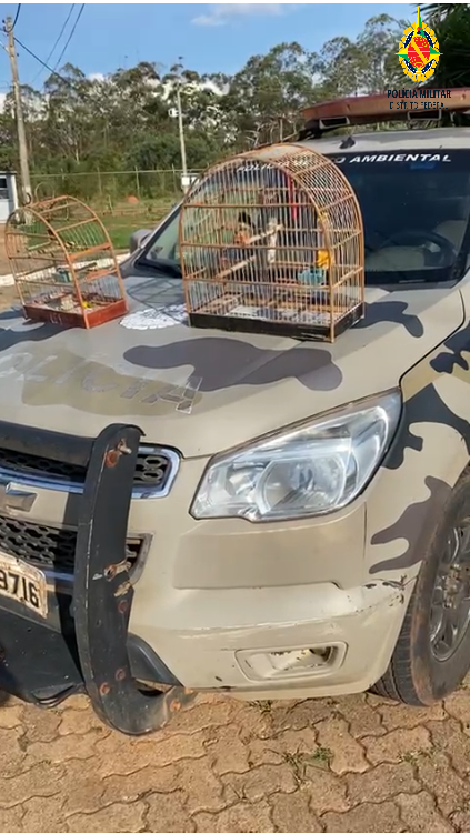 Mulher é detida por criar aves silvestres em cativeiro no Guará