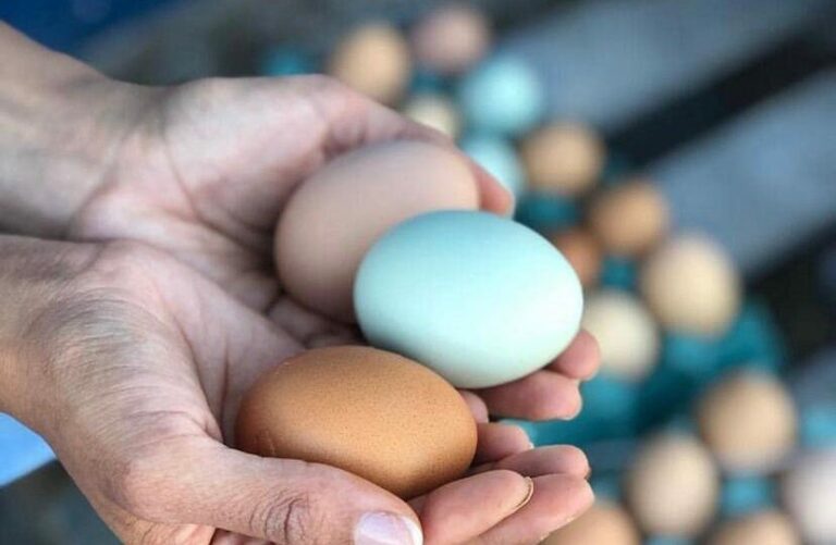Curso gratuito vai ensinar a implantar agroindústria de ovos
