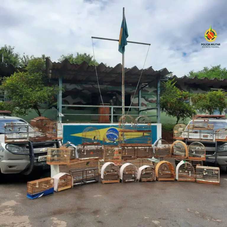 PMDF estoura criadouro ilegal com 35 aves silvestres em Brazlândia