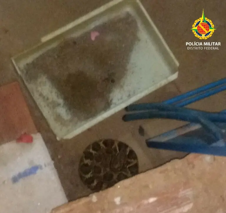 Policiais ambientais resgatam cascavel em residência na Candangolândia