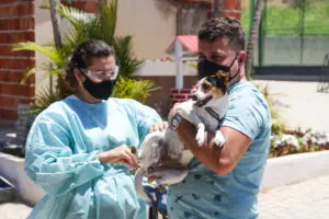 Vacinação antirrábica ocorre em 7 regiões neste sábado (2)