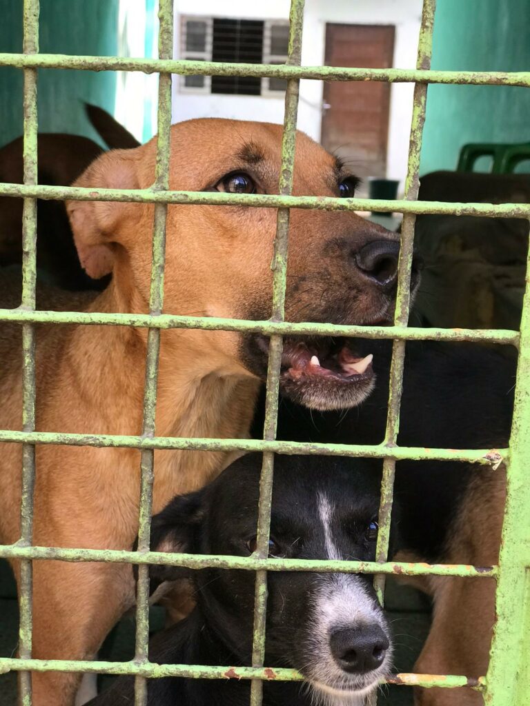 Vigilância em Zoonoses resgata animais abandonados em clínica veterinária