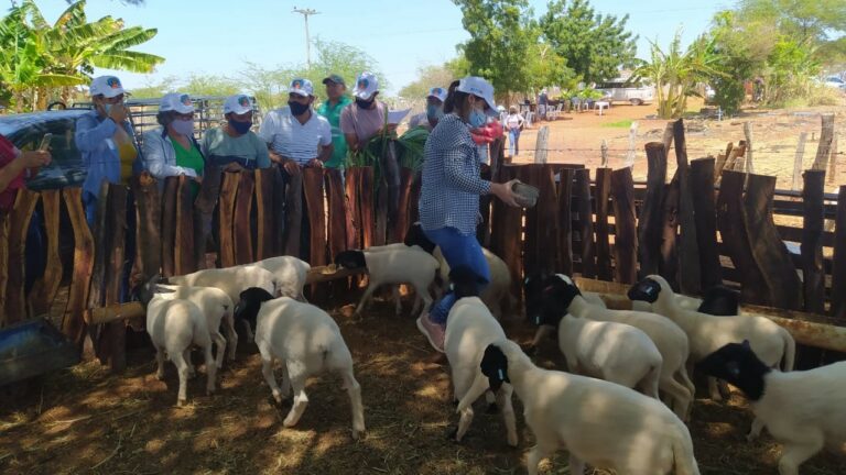Produtores do Semiárido baiano aprendem como melhorar produtividade do rebanho de caprinos e ovinos