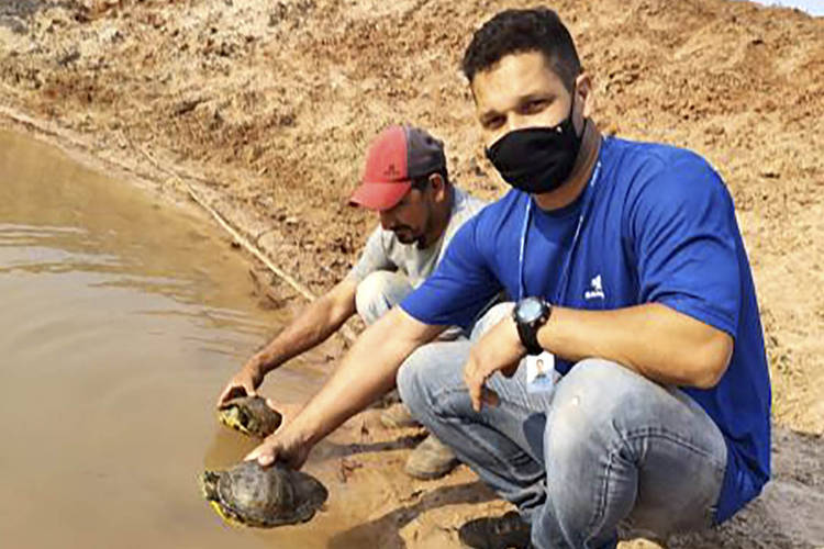 Tartarugas encontradas em estação de tratamento da Sanepar são soltas na natureza