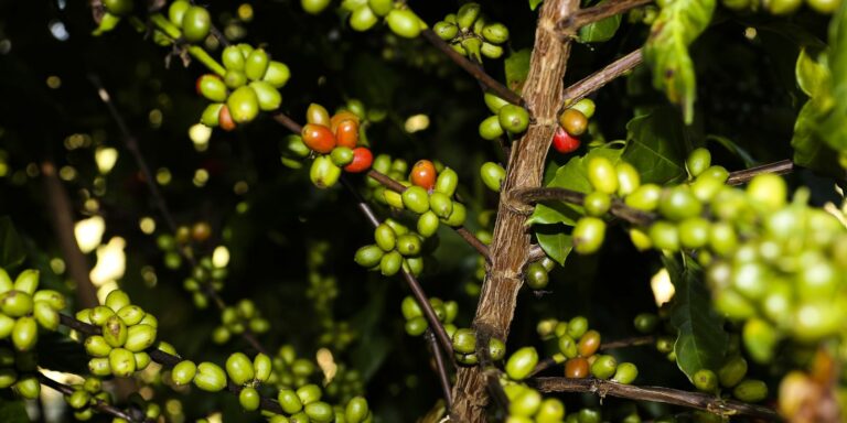 CMN remaneja R$ 1,3 bi para cafezais afetados por geadas