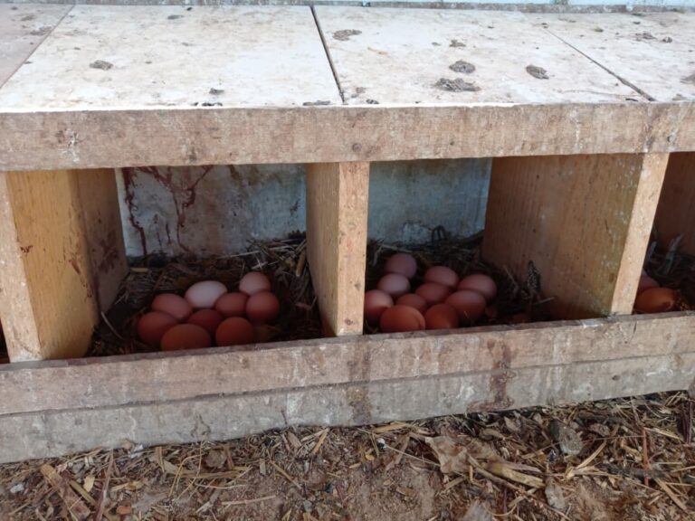 Produção de ovos de galinhas caipiras gera renda e transforma a vida de famílias no Sertão Produtivo