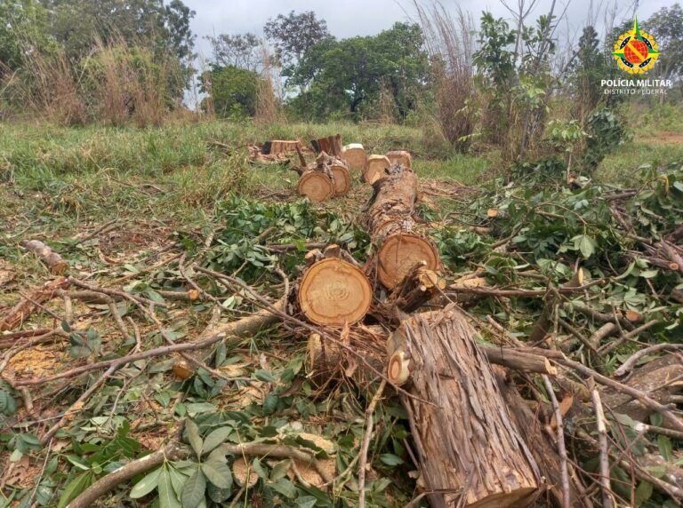 Denúncia leva PMDF a extração ilegal de madeira