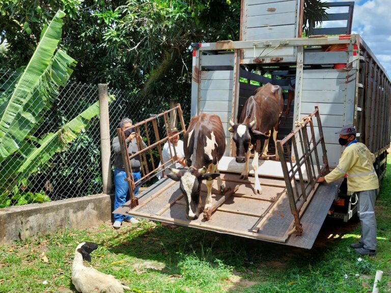 Detran-CE realiza doação de animais recolhidos em CEs a instituição beneficente de Baturité