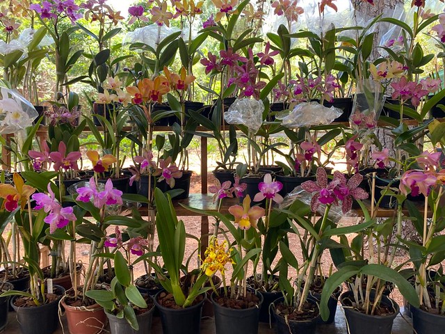 Feira de Orquídeas movimenta Jardim Botânico de Brasília