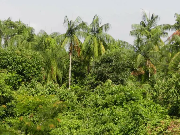 Fundação Florestal abre consulta pública sobre PSA da Palmeira Juçara