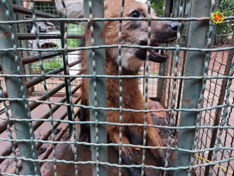 Lobo-Guará é resgatado no Gama