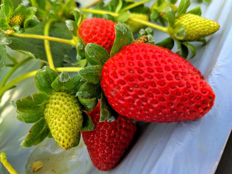Horticultura ganha destaque na economia do Sul de Minas