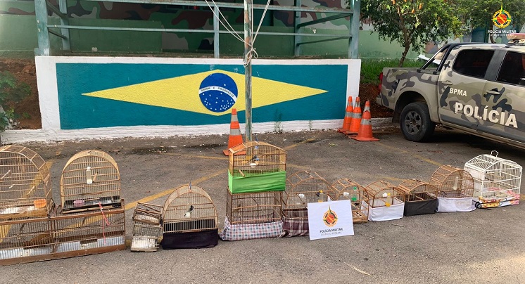 PMDF resgata 8 pássaros silvestres em São Sebastião