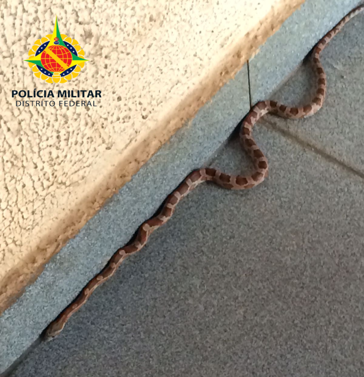 PMDF resgata cobra exótica na Ceilândia